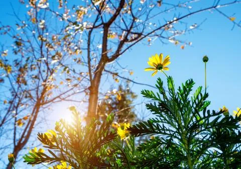 Backlight under the chrysanthemum Stock Photos
