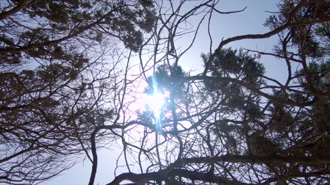Backlight view of the sun through the branches of a sparse top tree. Stock Footage 221732653