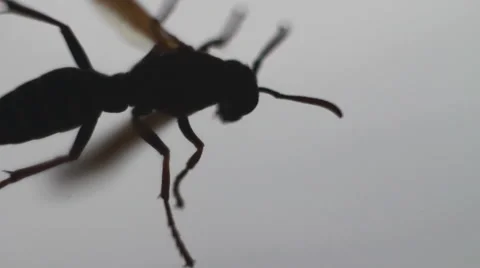 Backlight wasp Video stock 65021781
