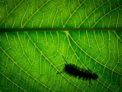 Backlight of a worm walking on a tree leaf Stock Photos