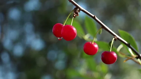 Backlighted cherry berries on the dark blurred background lockdown Stock Footage 65656348