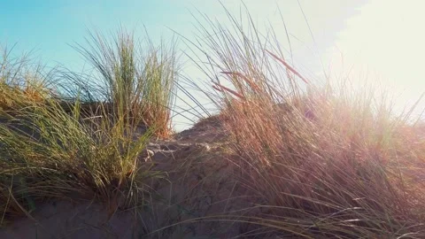 Backlighted dunegrass in Autumn Stock Footage 163708466