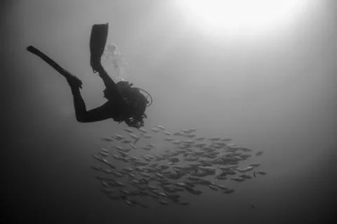 Backlighting of diver with a group of fish Stock Photos