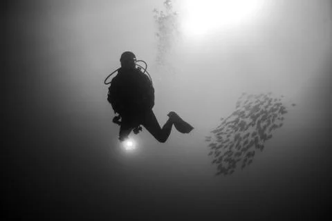 Backlighting of diver with a group of fish Stock Photos