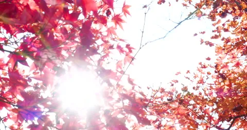 Backlighting Fix 2020-11-15 P1026369 Stock Footage 157819040