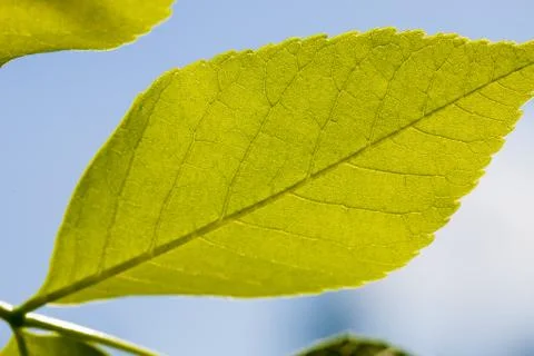 Backlighting green leaves Stock Photos
