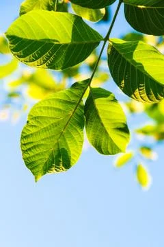 Backlighting green leaves of walnut tree Stock Photos