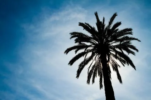 Backlighting Palm Tree Stock Photos