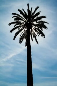 Backlighting Palm Tree Stock Photos