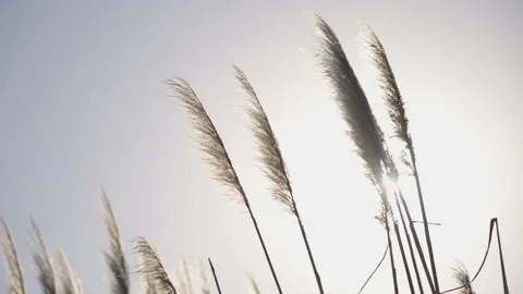 Backlighting of pampa grass closeup Видео 170726635