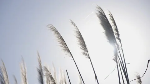 Backlighting of pampa grass Stock-Footage 170726841