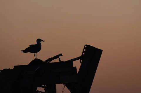 Backlighting seagull in the sunset Stock Photos