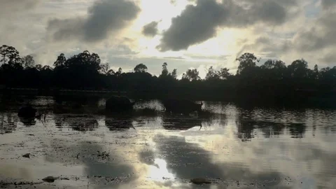 Backlightning shot of a pair of oxen bathing on a lake during sunset in Myanmar Video stock 88737767