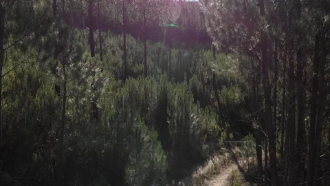 Backlit 4k Drone Shot Rising Up Through The Forrest Tree Tops Vidéo 92945963
