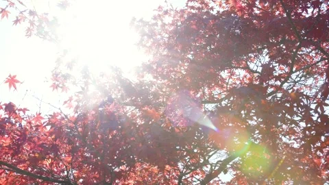 Backlit 4K slow motion footage of autumn leaves. Stock Footage 280093871
