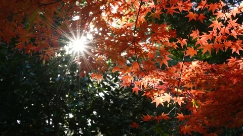 Backlit 4K slow motion video of autumn leaves. Stock Footage 204715805