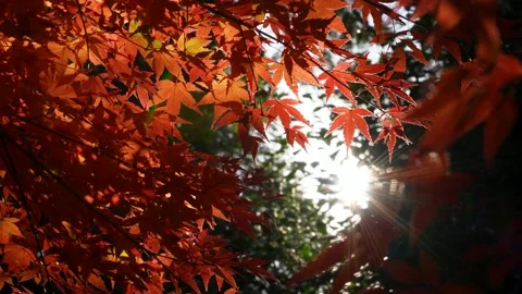Backlit 4K slow motion video of autumn leaves. Stock Footage 204848996