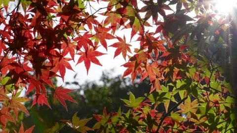 Backlit 4K slow motion video of autumn leaves. Video stock 245269709