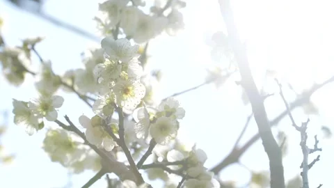 Backlit 4K slow motion video of white plum blossoms swaying in the wind. Stock Footage 295171152