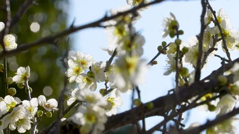Backlit 4K slow motion video of white plum blossoms swaying in the wind. Stock Footage 295171583