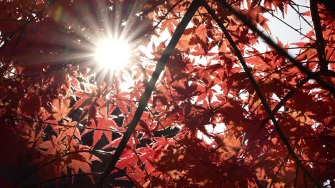 Backlit 4K slow motion video of autumn leaves. Stock Footage 314499977