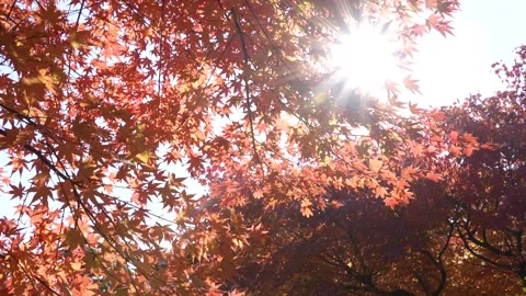 Backlit 4K tilt-up image of autumn leaves. Stock Footage 280019792