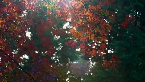 Backlit, 4K tilt up video of a tree in fall foliage. Stock Footage 249722941