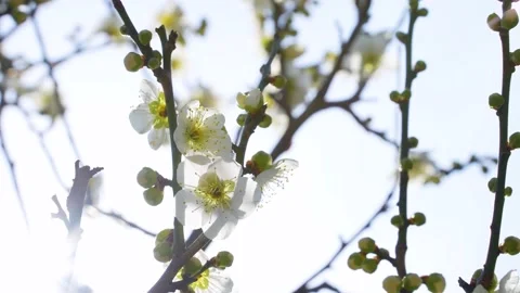 Backlit 4K video of white plum tilt-down. Stock Footage 220691316