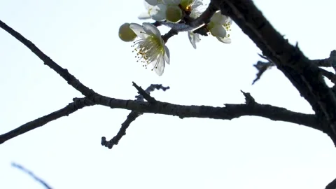 Backlit 4K video of white plum tilt-up. Stock Footage 252259799