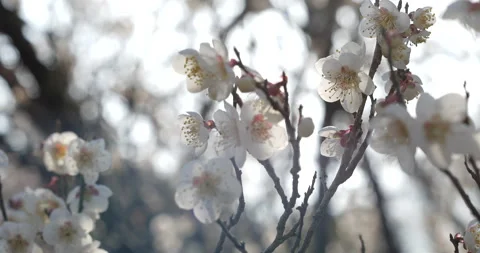 Backlit 4K video of white plum tilt-up. Video stock 259155503
