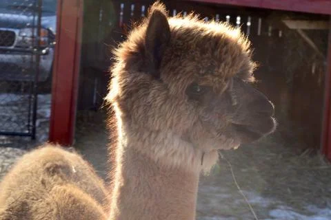 Backlit Alpaca Brown Stock Photos