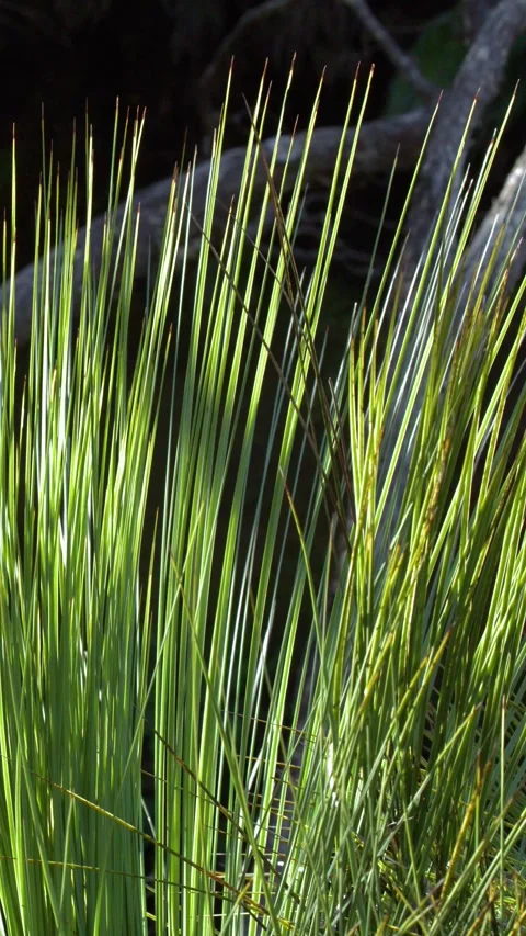 Backlit Australian Grass Tree Leaves in Blue Mountains Bushland Stock Footage 343353510