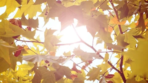 Backlit Autumn Maple Leaves Glowing in Dreamy Seasonal Sunlight Stock Footage 341909145