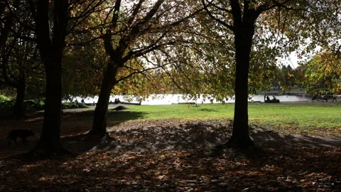 A backlit autumn scene in a park while silhouetted people and a dog walk by. Stock Footage 146670130