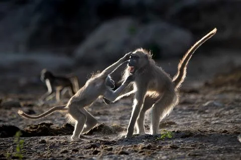 Backlit baboons fighting and playing near the Chobe River Stock Photos