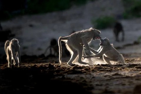 Backlit baboons fighting and playing near the Chobe River Stock Photos