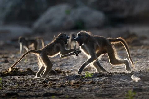 Backlit baboons fighting and playing near the Chobe River Stock Photos