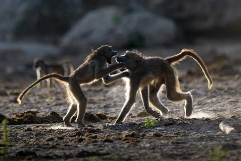 Backlit baboons fighting and playing near the Chobe River Stock Photos