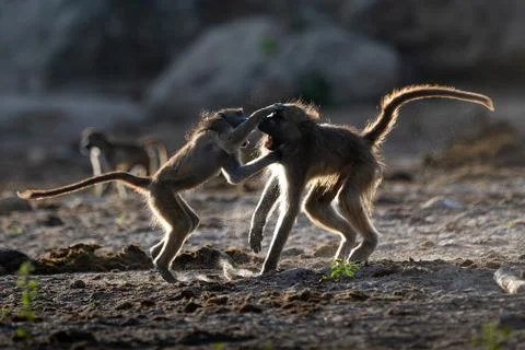 Backlit baboons fighting and playing near the Chobe River Stock Photos
