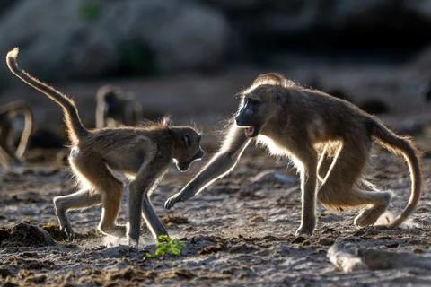 Backlit baboons fighting and playing near the Chobe River Stock Photos