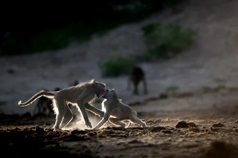 Backlit baboons fighting and playing near the Chobe River Stock Photos