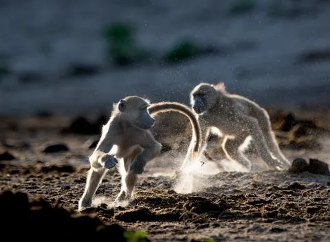 Backlit baboons fighting and playing near the Chobe River Stock Photos