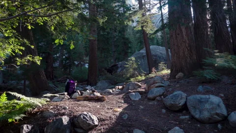 A Backlit Backpack in the Forest Morning Stock Footage 251285730
