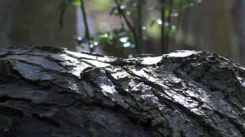 Backlit bark in wood Stock Footage 49093383