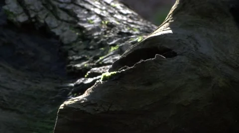 Backlit bark in wood Stock Footage 49093418