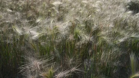 Backlit barley grass moves in a light wind.  Stock Footage 246865039
