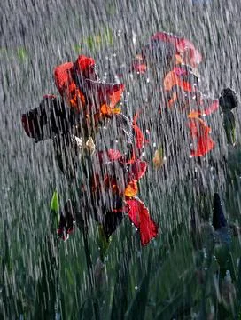 Backlit bearded irises under rain Stock Photos