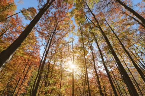 Backlit beautiful trees set against the blue sky. Afternoon foto. Slovakia. E Stock Photos