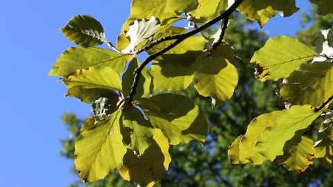 Backlit Beech leaves, Fagus sylvatica, in early Autumn. UK Stock Footage 285415613