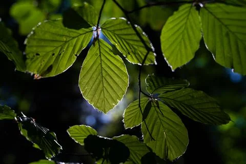 Backlit beech leaves glowing in sunlight against dark forest background, cl.. Stock Photos